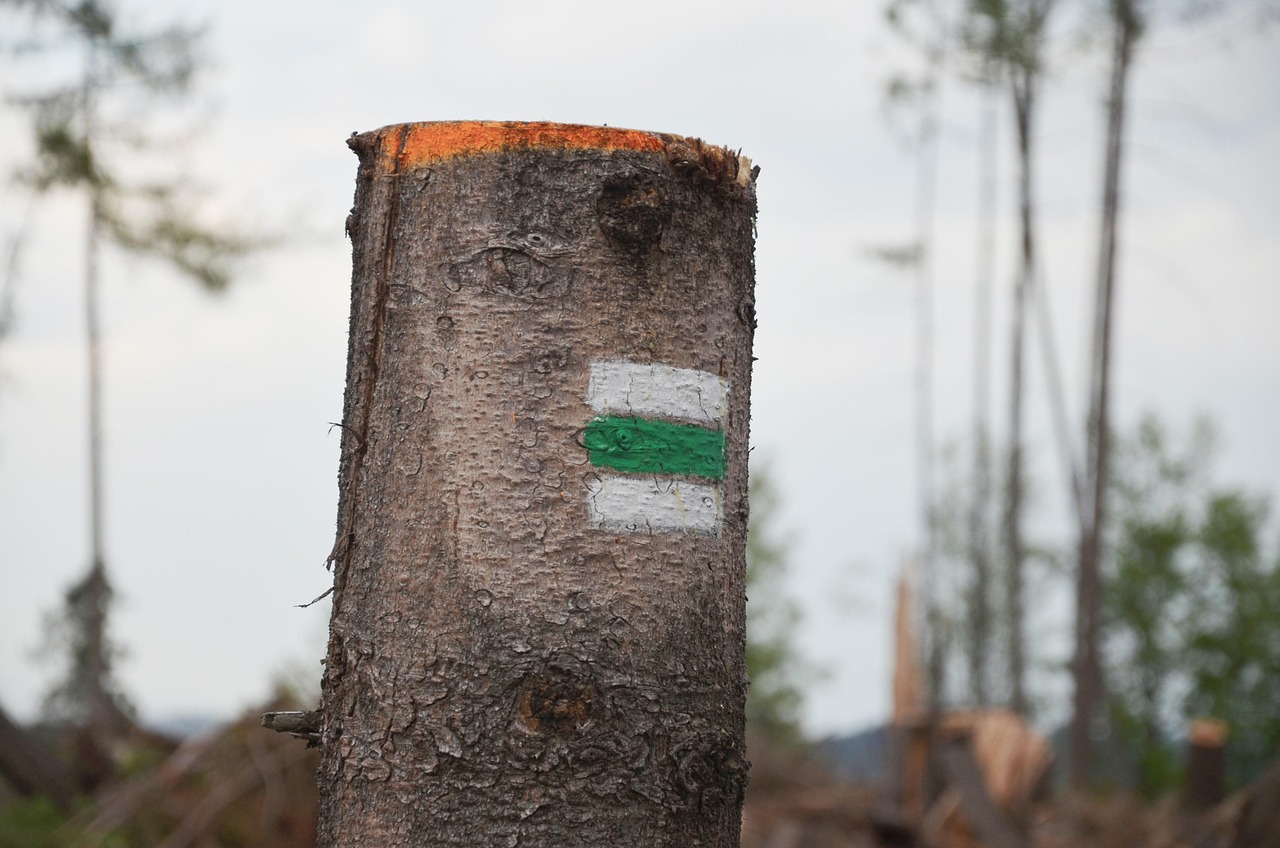 国际生态环境最新动态概览
