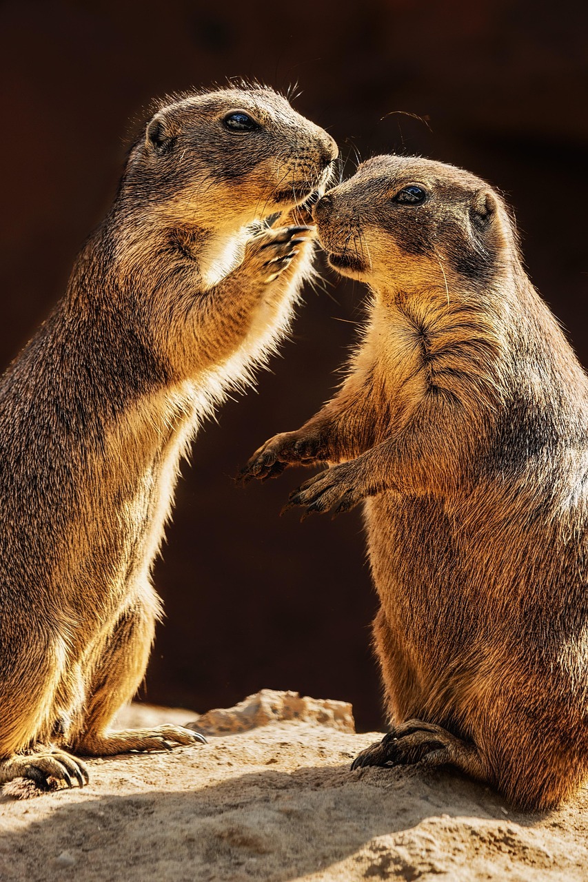 萌宠搞笑视频最新发布，乐趣无穷的宠物世界探索