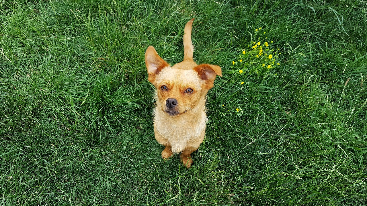 萌宠搞笑视频最新发布,乐趣无穷的宠物世界探索