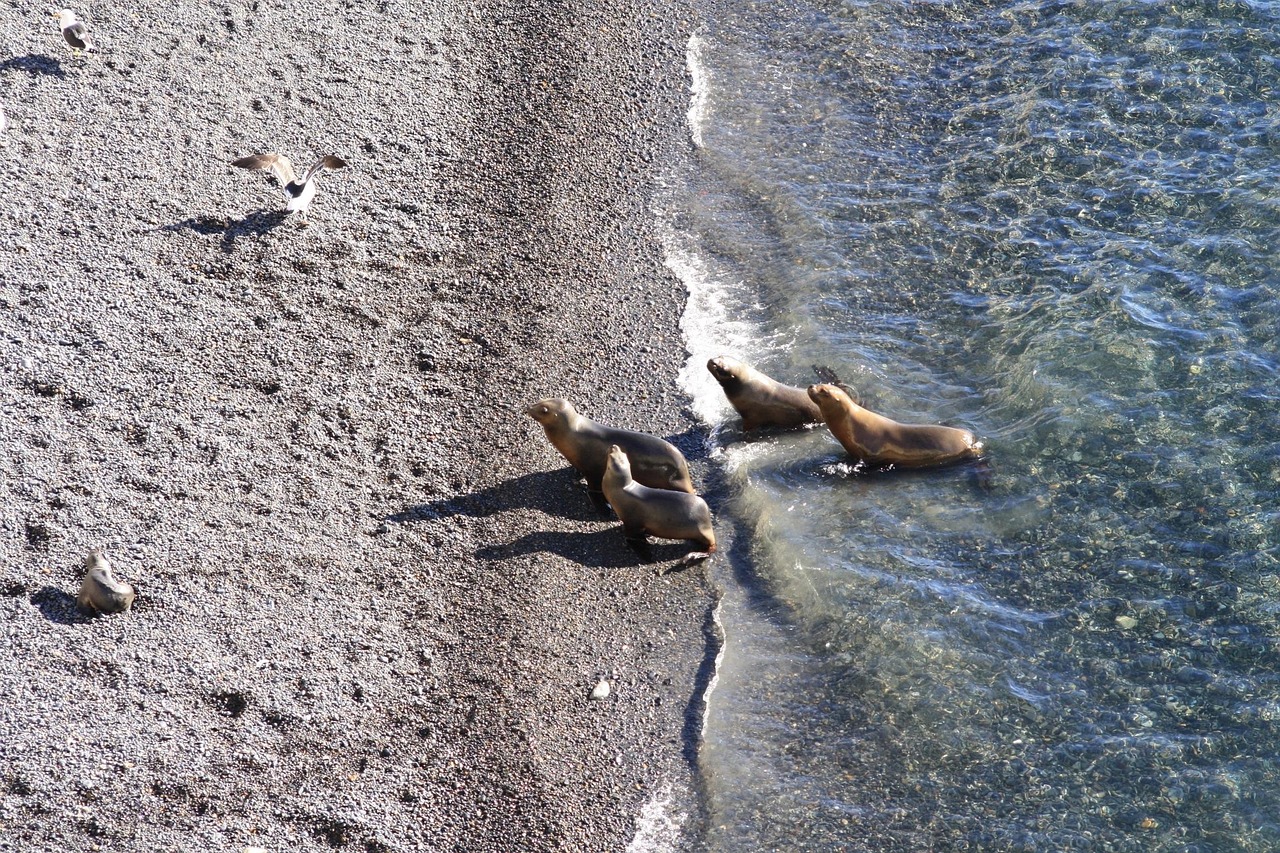 内京疫情最新全面解析，最新消息与动态