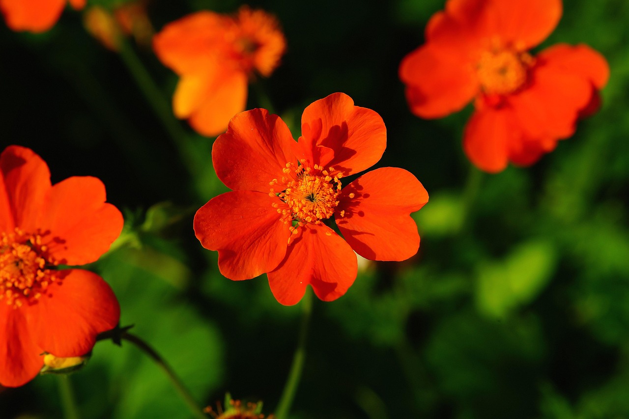 谢娜张杰合唱最新动态，歌声魅力四溢，恩爱依旧！