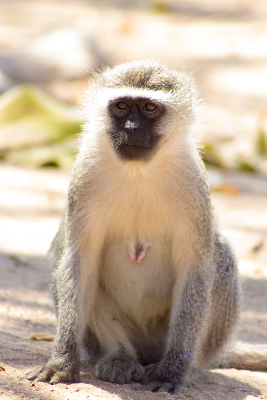 国家二级保护动物最新动态及保护进展概述