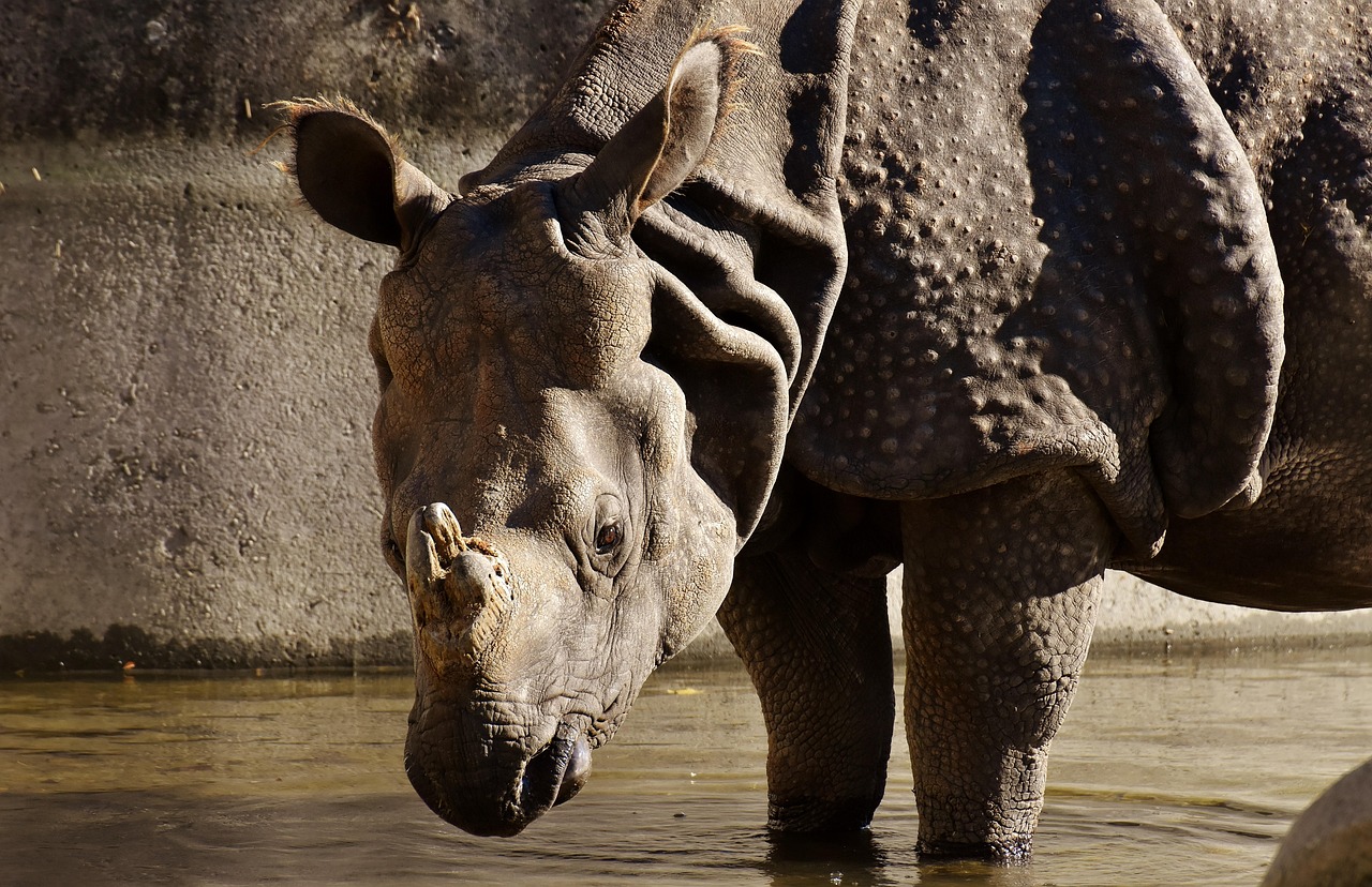 动物世界DW最新探索消息,揭示未知奥秘,探索未知世界