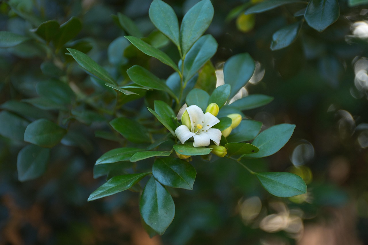 香港最新疫情动态及防控措施更新