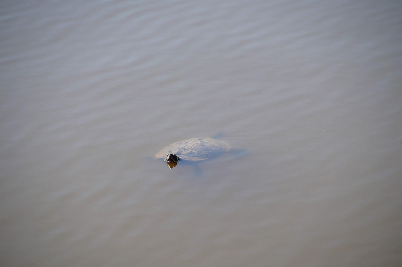香港免隔离最新动态，开放与复苏的新篇章开启