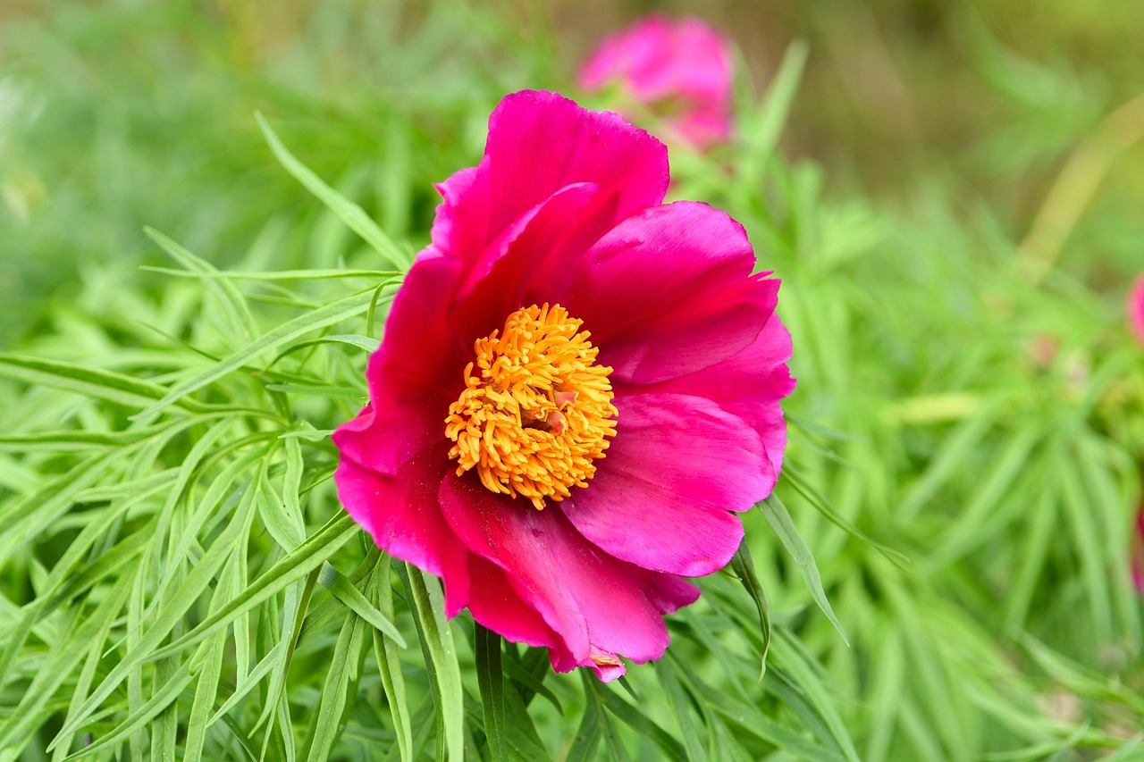 科创园最新动态，科技创新新高地崛起！