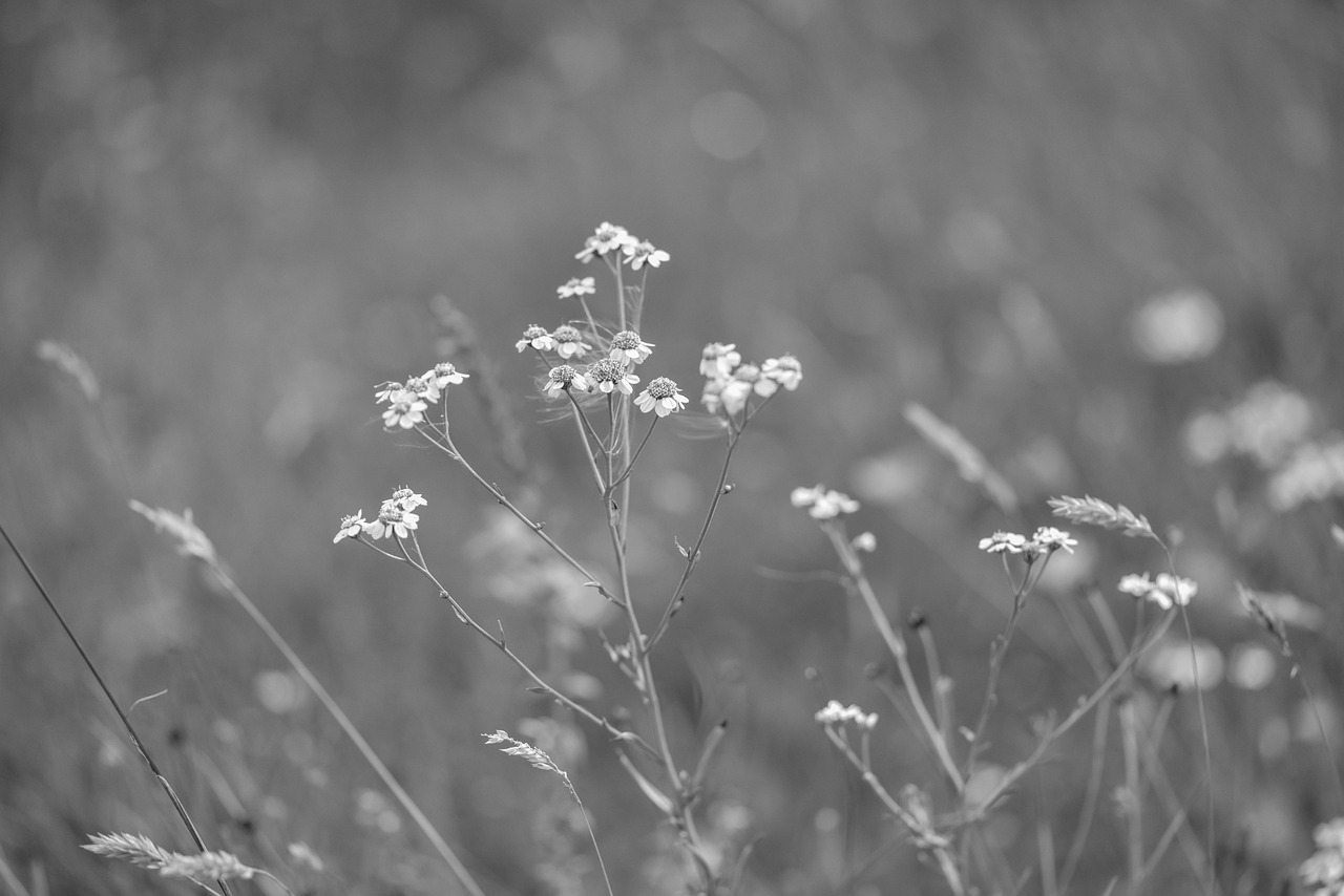 最新青青青草的自然魅力与生态价值探索