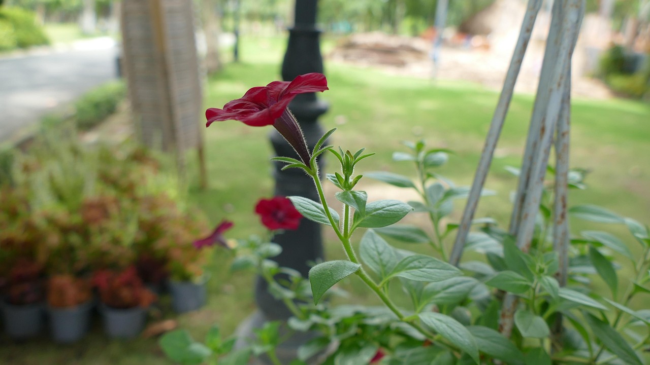 高以翔女友最新情况深度报道，揭秘其最新动态与情感状态解析