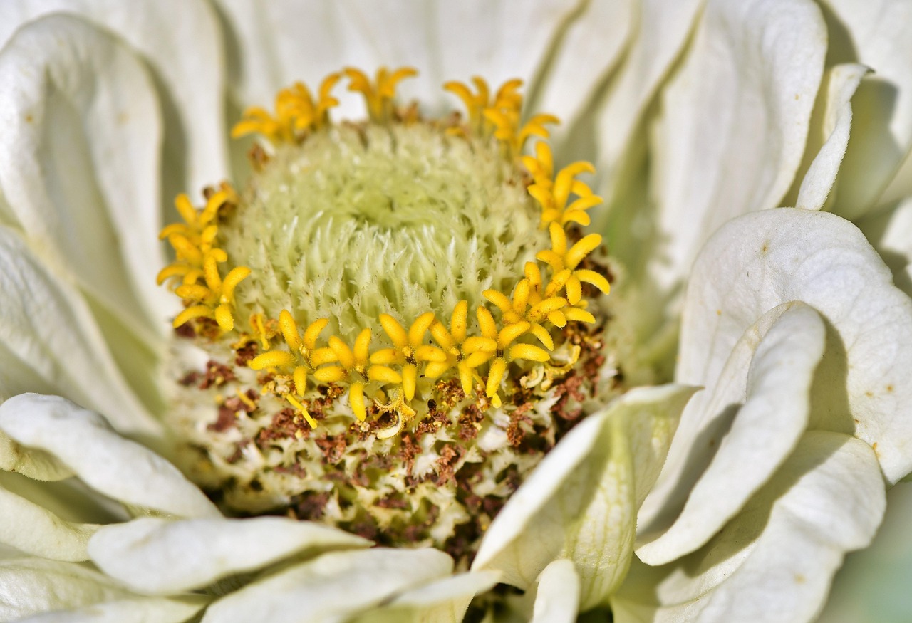 四岁女童新生绽放，希望之花最新消息