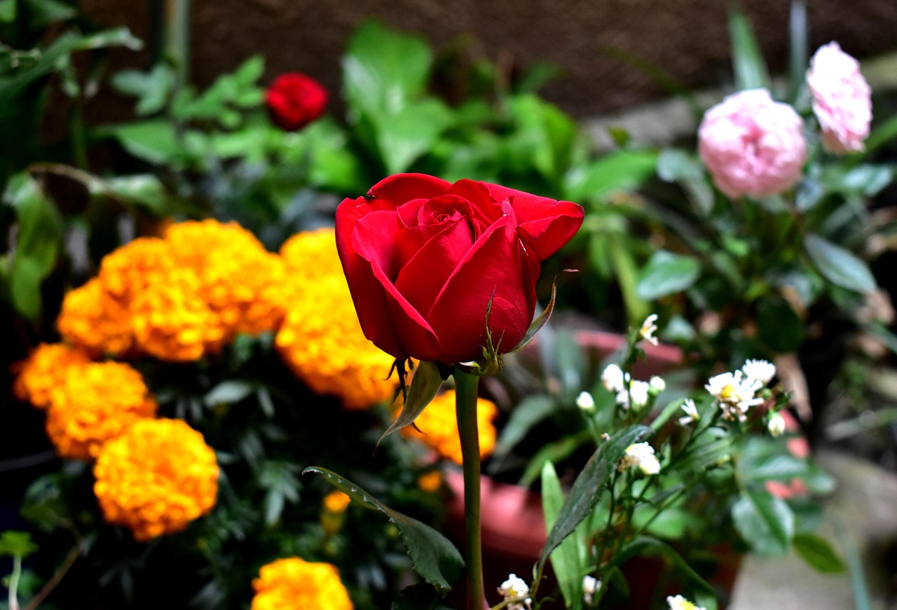 圣惠新区蓬勃发展，城市新动力的最新动态