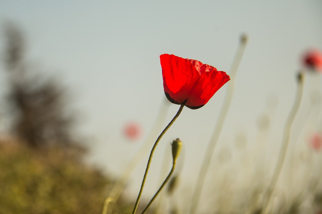 原材料涨价最新动态，影响、挑战及企业应对策略