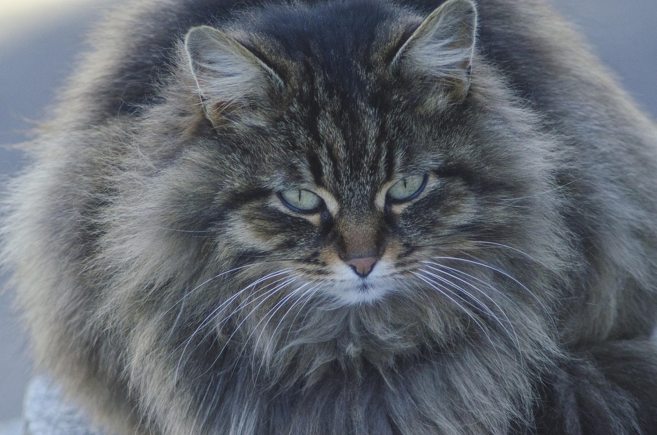 快猫记录世界最新官网，捕捉生活每一瞬间的精彩