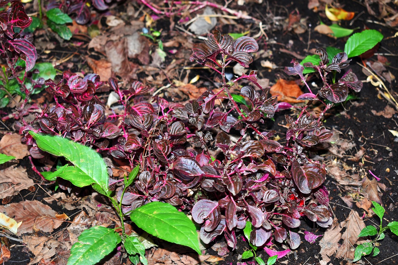 哈尔疫情最新动态，城市防控与应对策略的全面解析