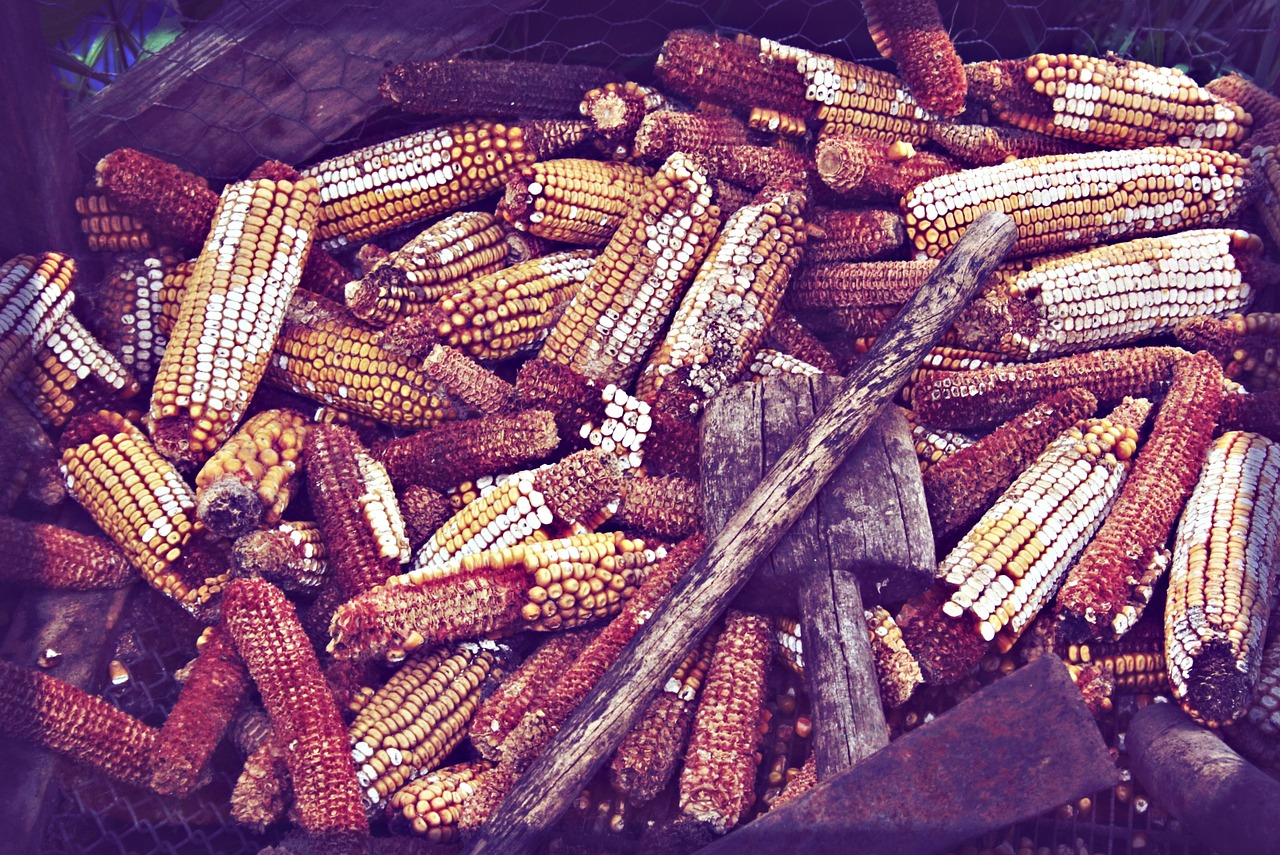 家常菜最新美食做法揭秘，魅力与制作技巧全攻略