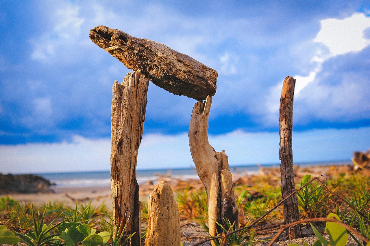 美国大选最新选举人票动态分析与预测