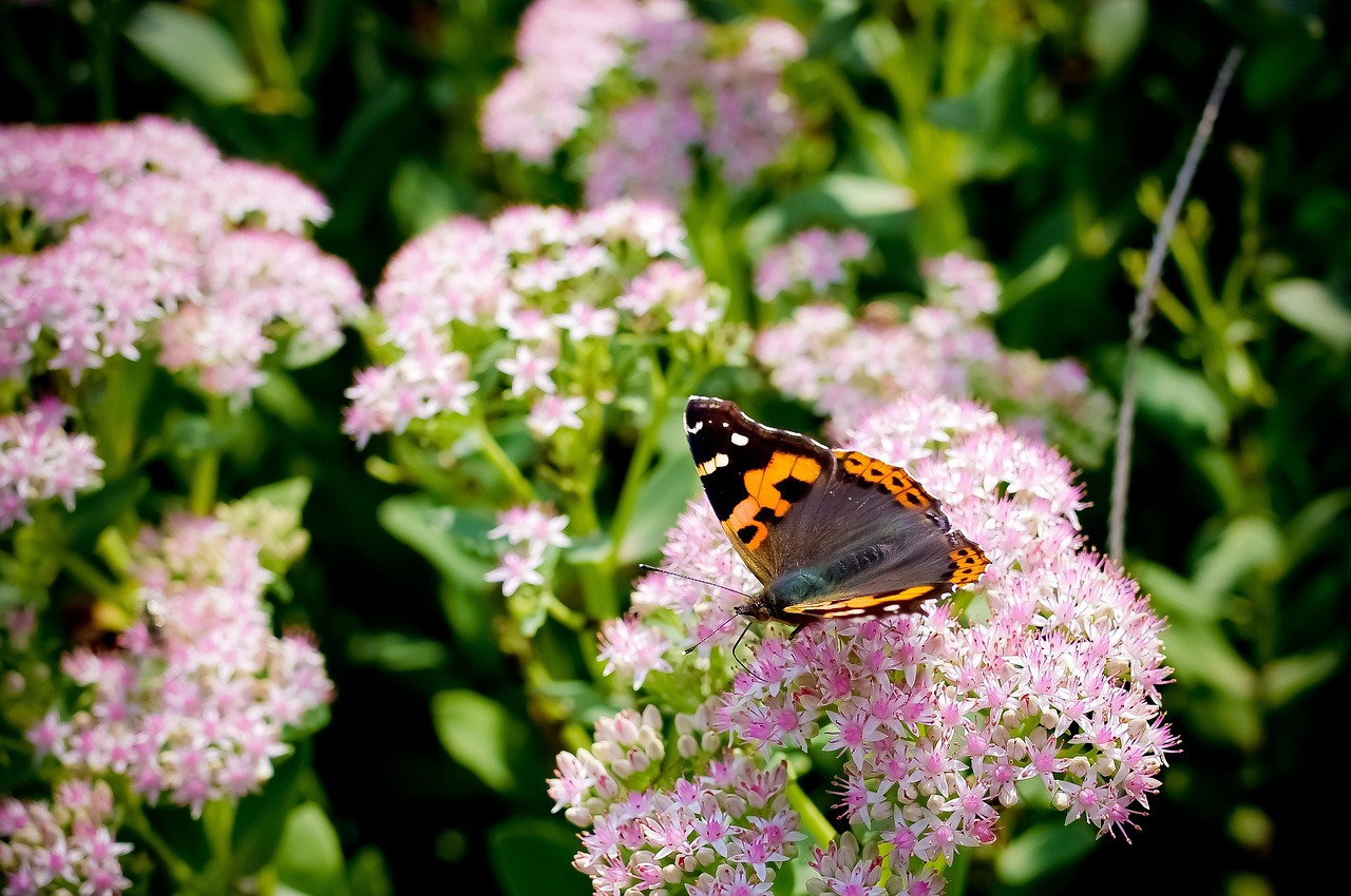 抖音最新动态引领短视频风潮，新时代内容创作大热门