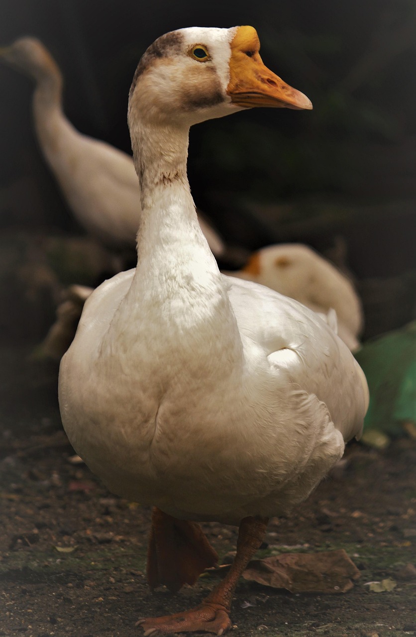 2025年清风祥园最新动态揭秘