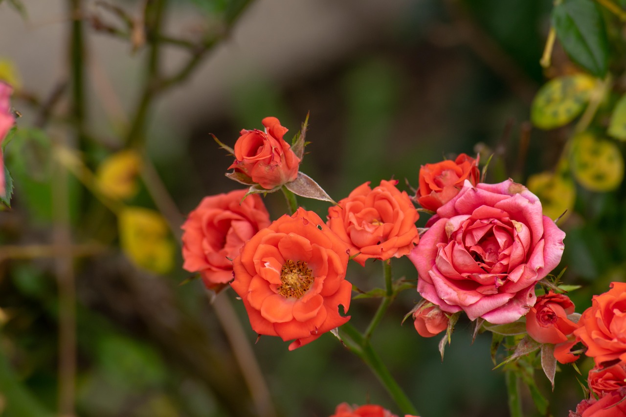 迎接美好2025年,每日早晨温馨动态美图分享