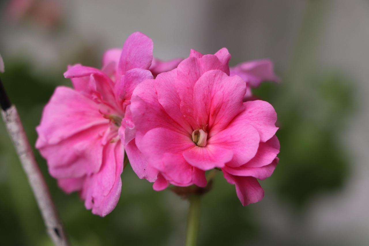 迎接美好2025年,每日早晨温馨动态美图分享