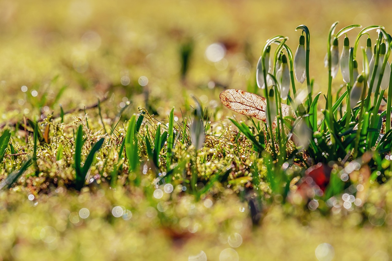 三月诗歌朗诵比赛,颂扬生命的春天篇章