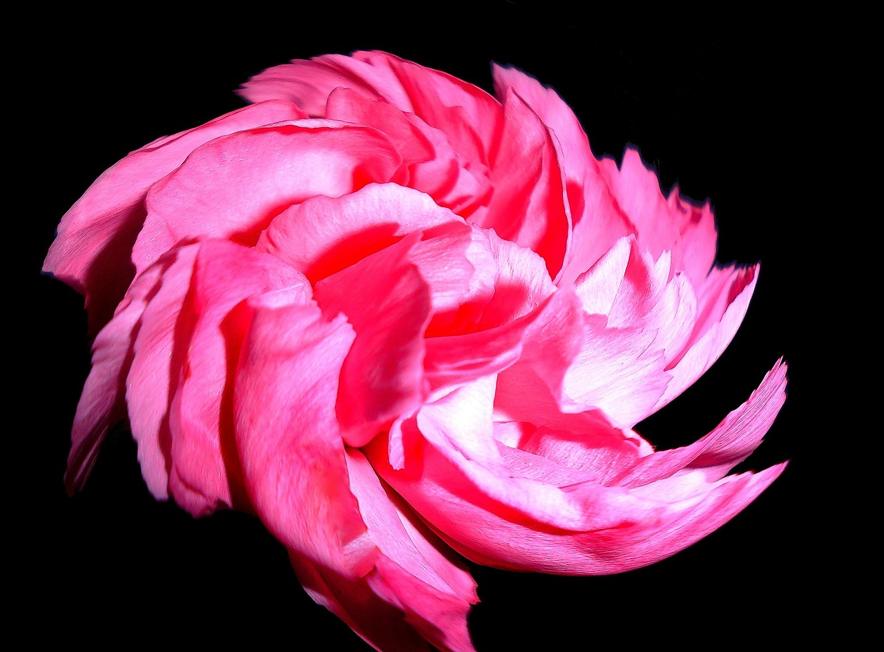 三月绽放的秋葵电影，美丽与深层艺术内涵的探索