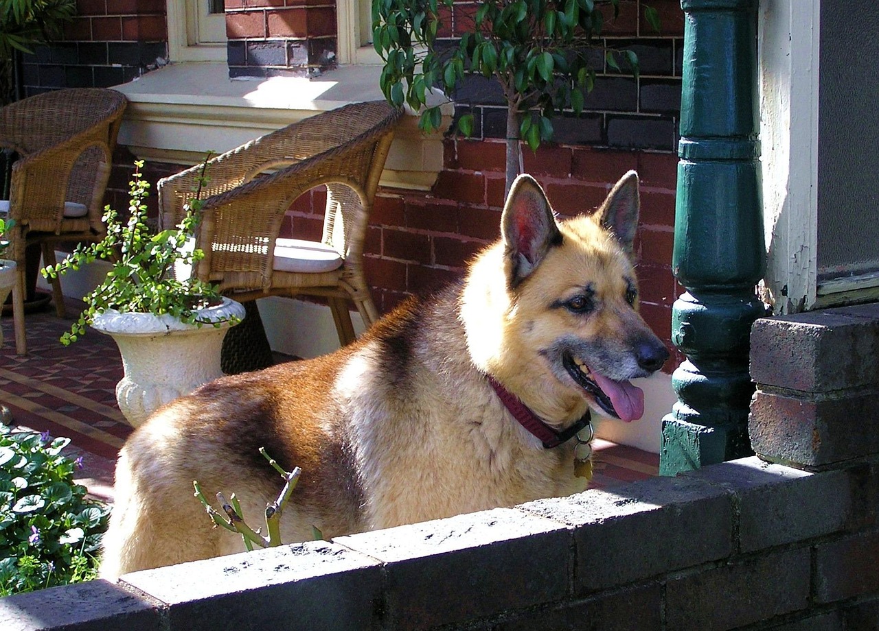 三月观察与展望,马来西亚大选最新动态揭秘