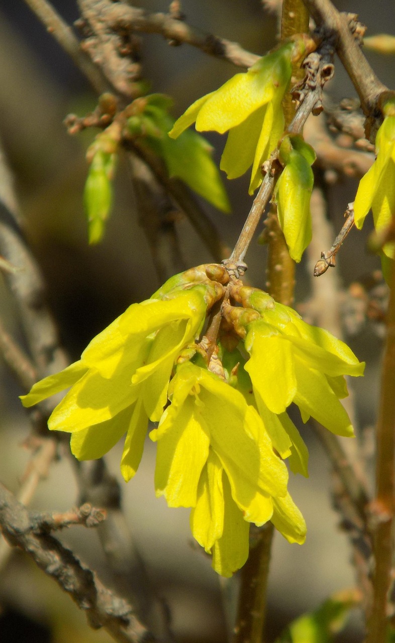三月最新植物品种揭秘，探索春天的生机与多样性