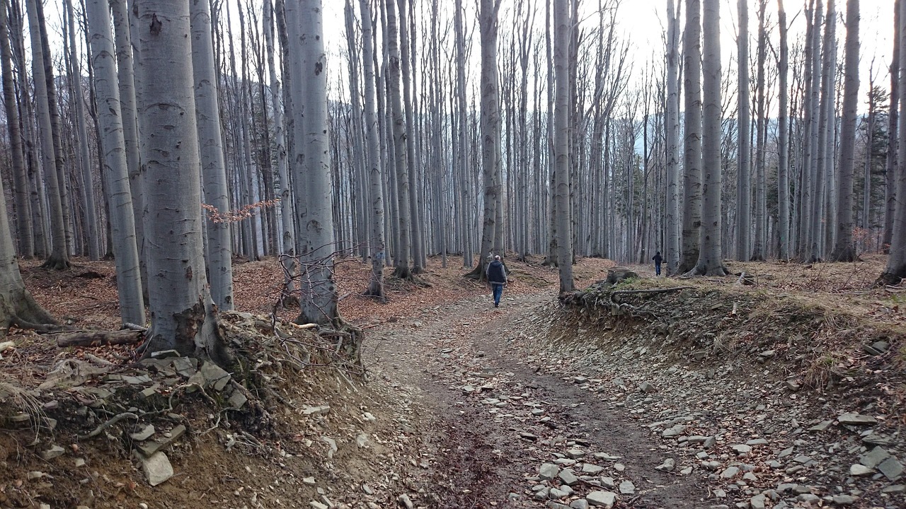 四月份以太森林资讯更新，探索数字世界的最新动态