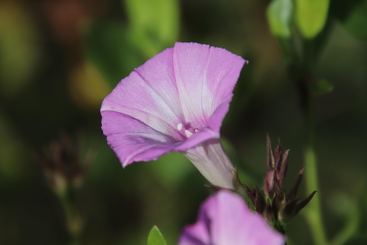 四月S系双胞胎,命运双生花的最新章节