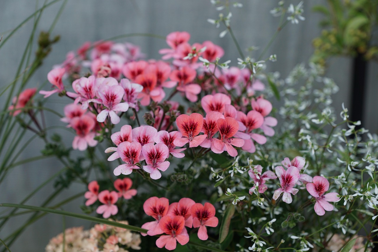 四月娜娜新动态揭秘，期待中的惊喜与四月的美好期待