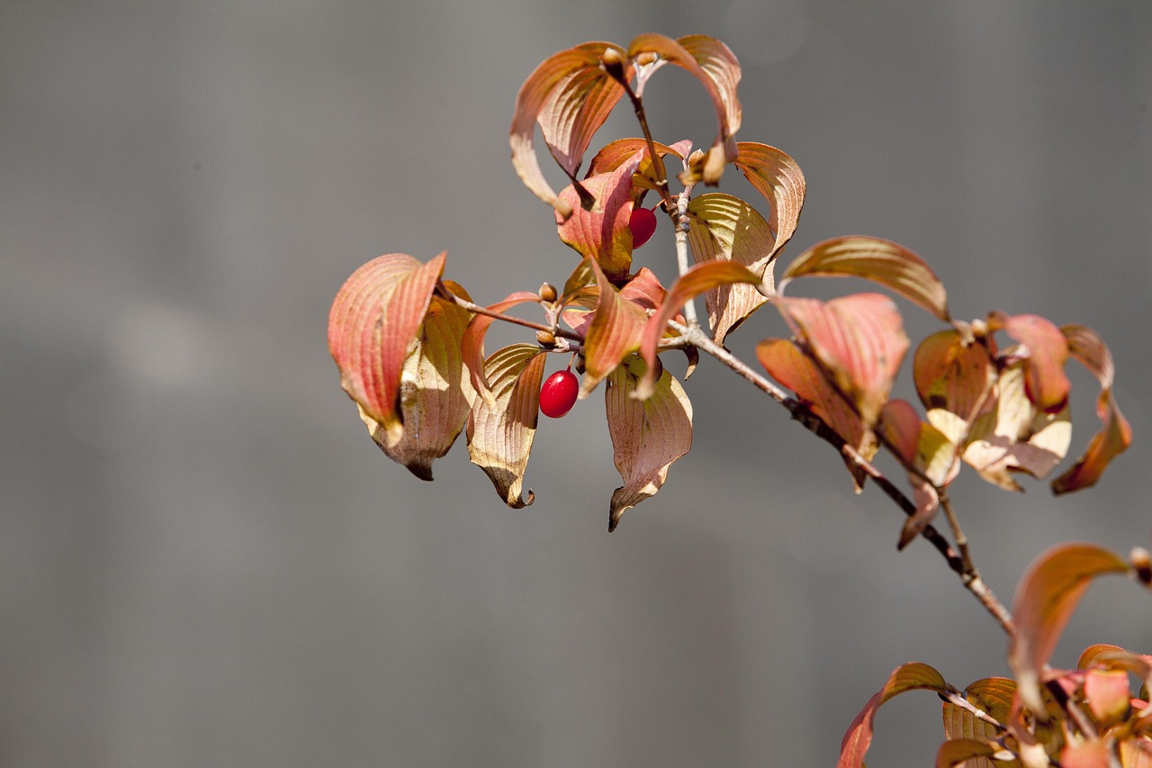 揭秘邯郸枫景华庭四月份最新动态，展现独特风采