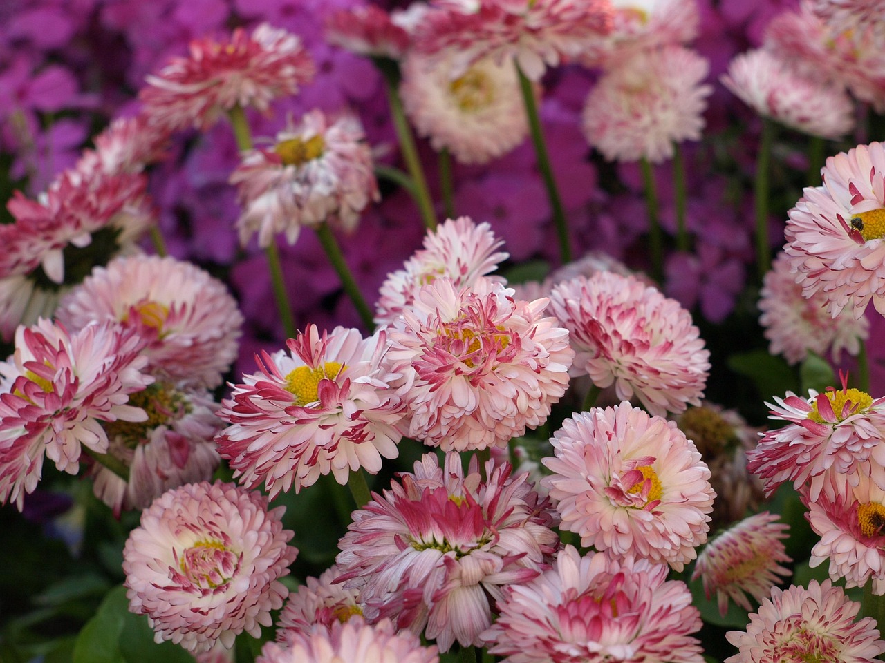 四月雏菊动漫，绽放的艺术之美风采