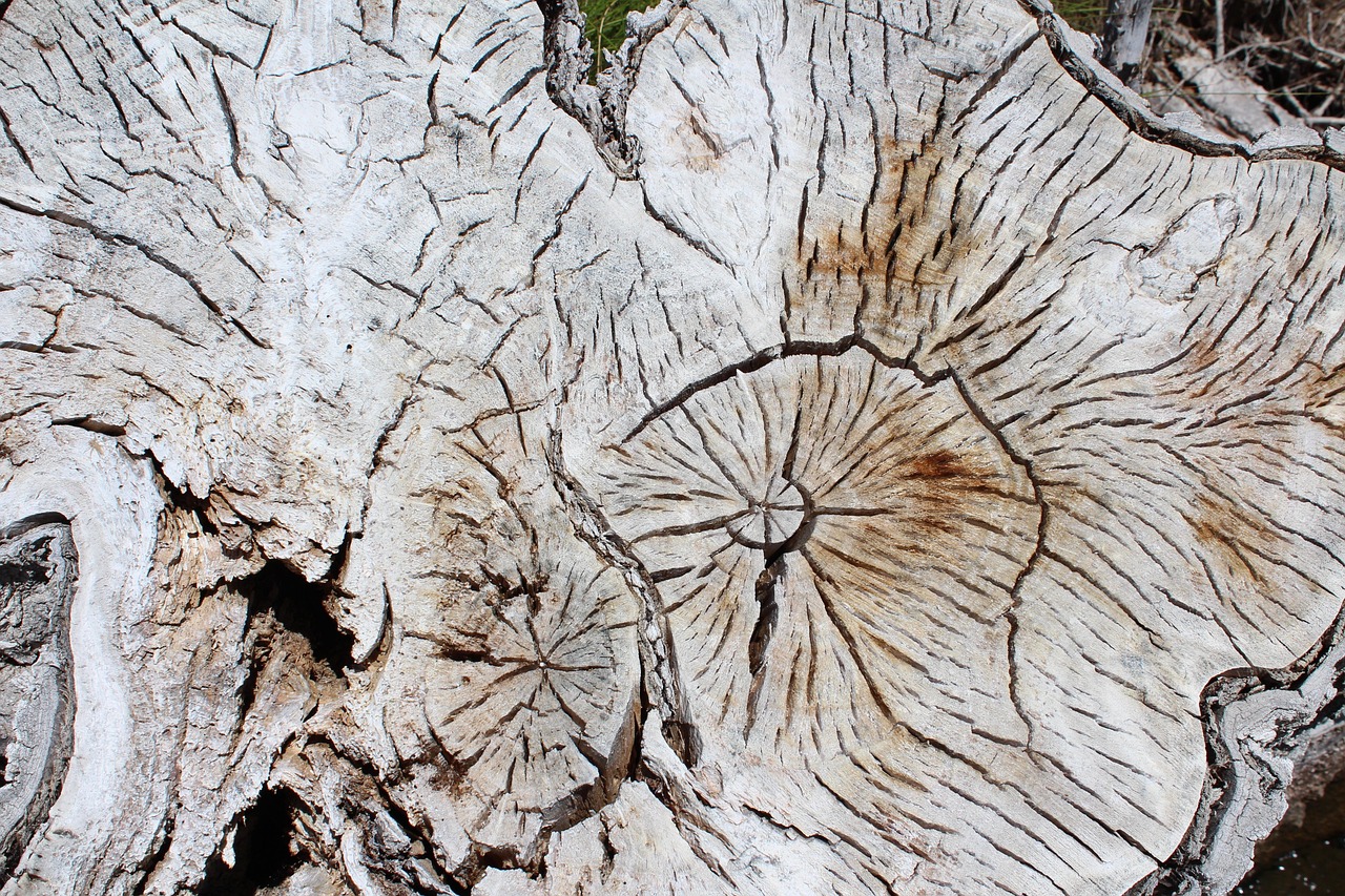 揭秘四月最新捕水鸡视频，探寻自然生态的奥秘之旅