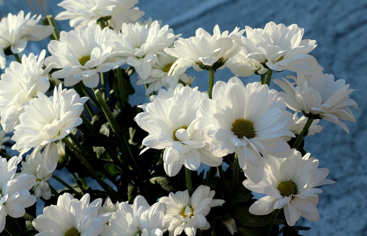 2017年流行花伞舞魅力四月，舞动春天的韵律