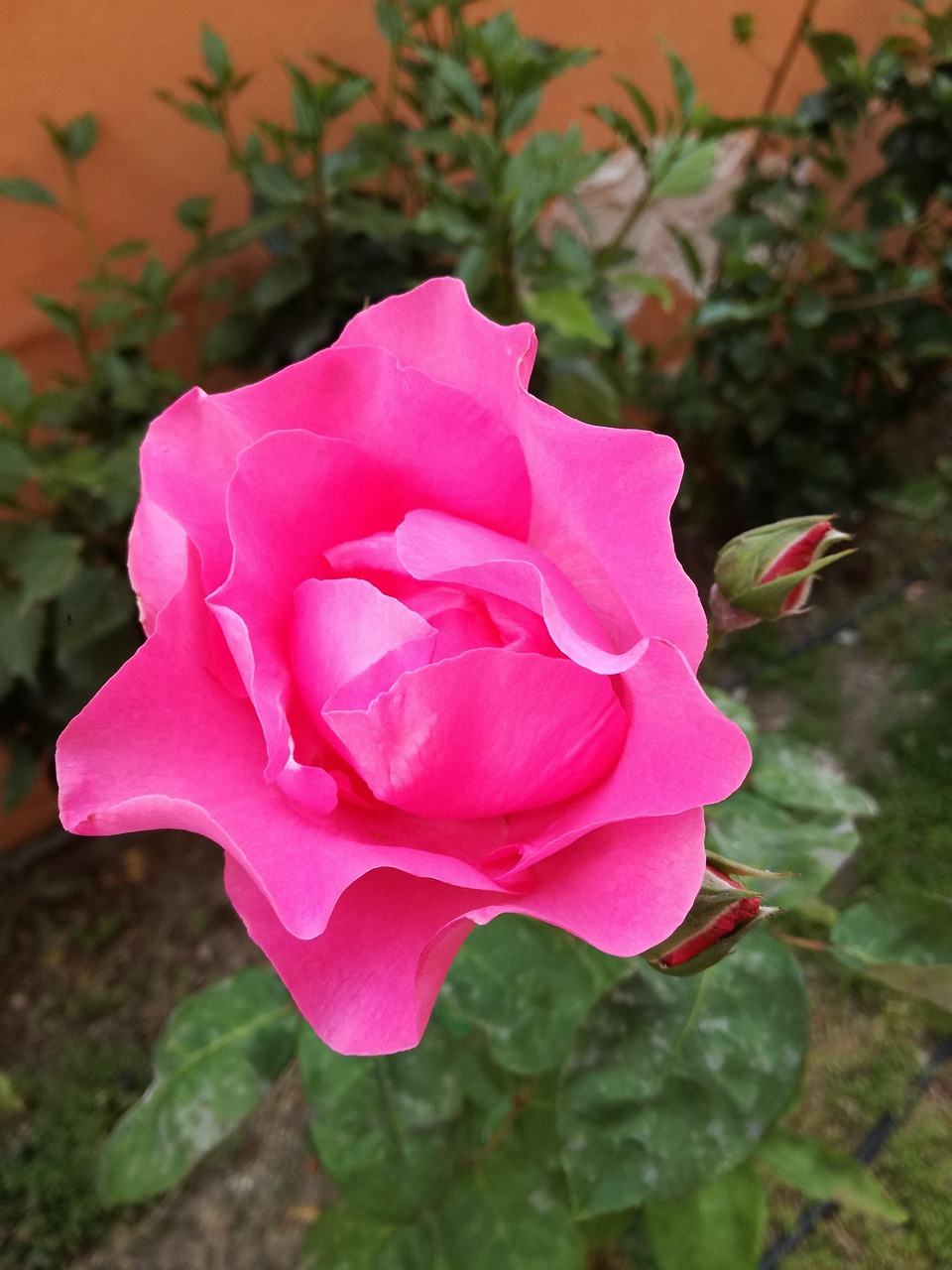 四月的烟台电视台，媒体之花的绽放