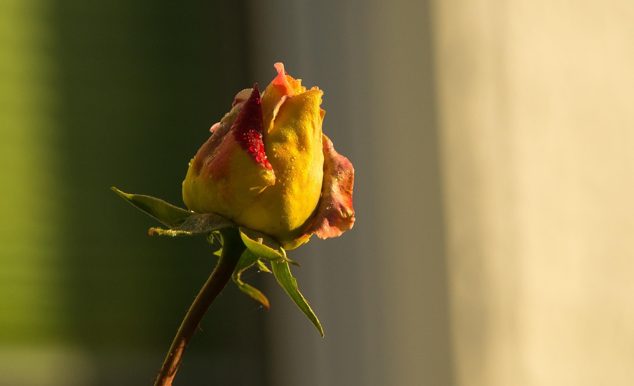 揭秘四月奇迹SF最新动态，全新更新揭秘与玩家分享惊喜！