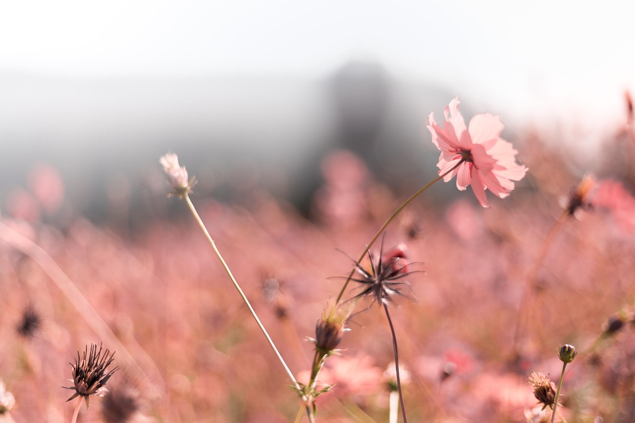 四月春风中的浪漫邂逅，一场特别的动漫盛宴