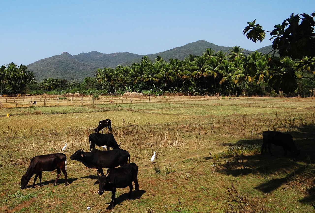 五月最新养殖物种探索，引领农业新潮流，开创养殖新纪元
