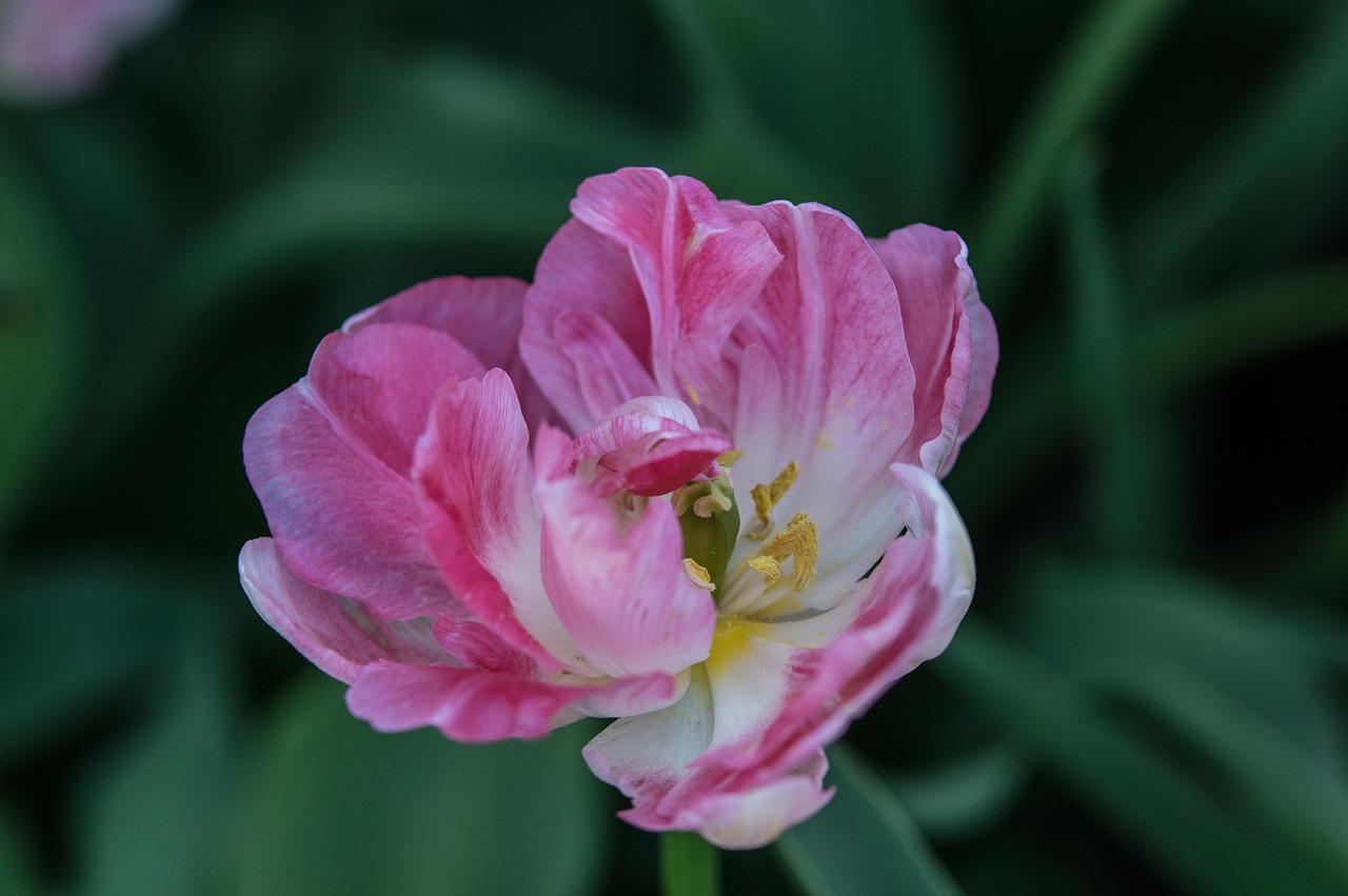 五月澳门最新封关信息详解，动态更新与未来展望