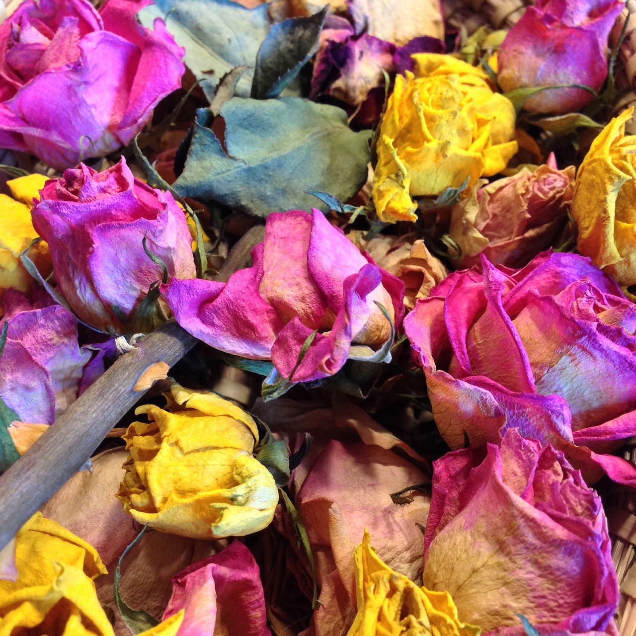 五月之花，精选微信头像，绽放你的个性风采——2017微信头像精选