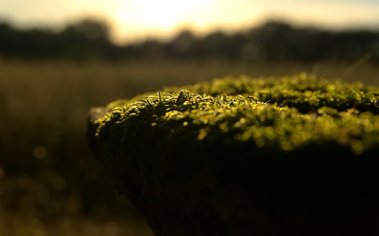 五月新疆铁精粉最新行情分析与市场动态