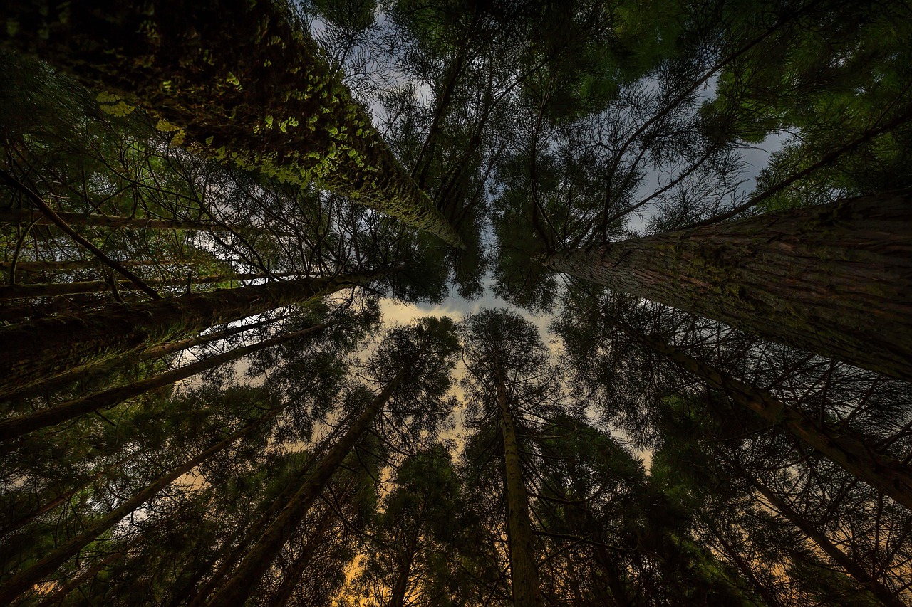 五月手机黄金行情全面解析,市场动态、趋势与展望