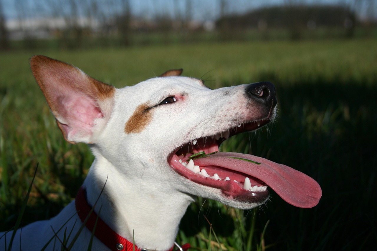 五月动漫狗狗名字的魅力与创意启示