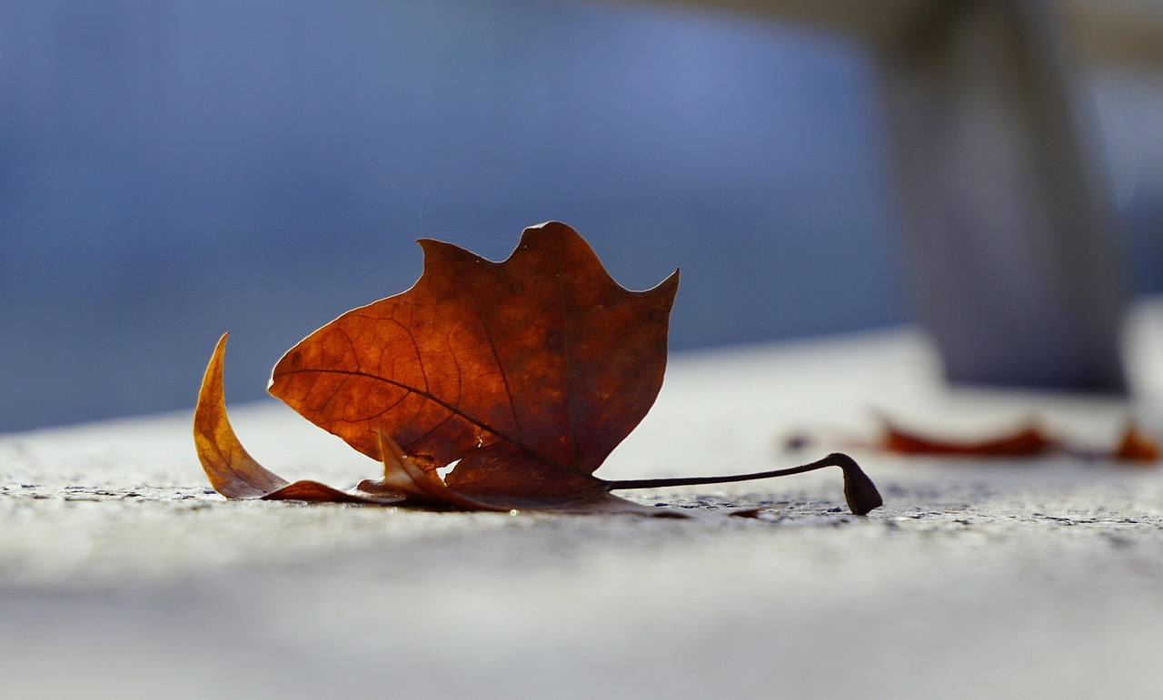 五月委内瑞拉最新动态更新