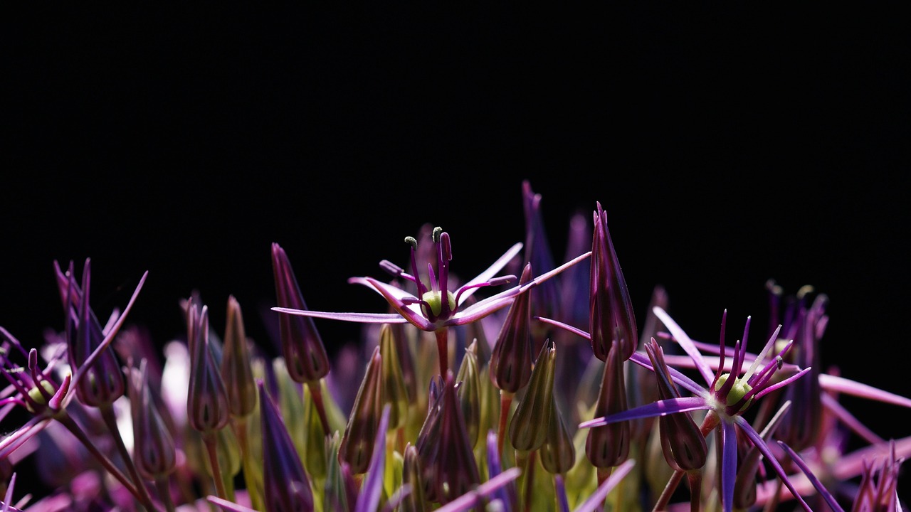 五月属蛇演员星光璀璨之路揭秘