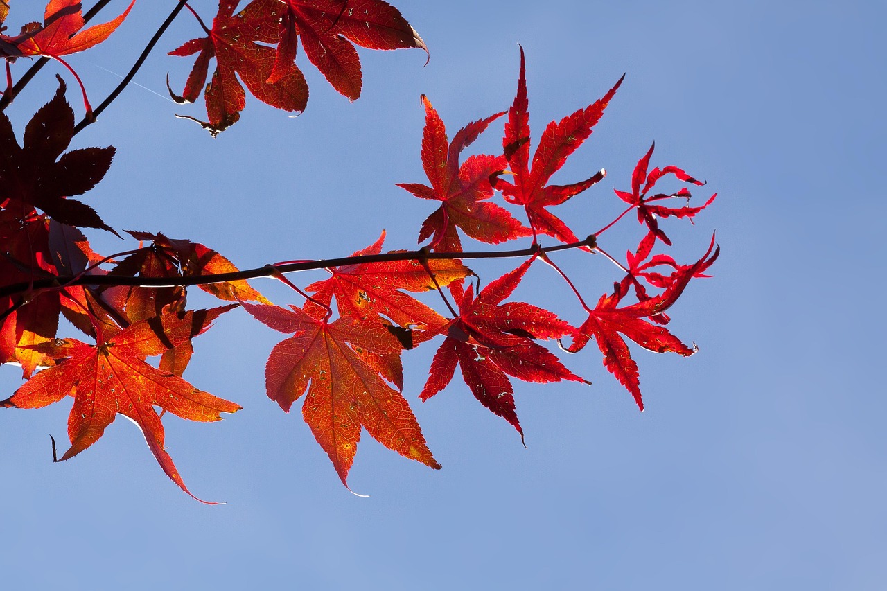 五月油桃上市时间揭秘，探寻油桃上市季节的秘密
