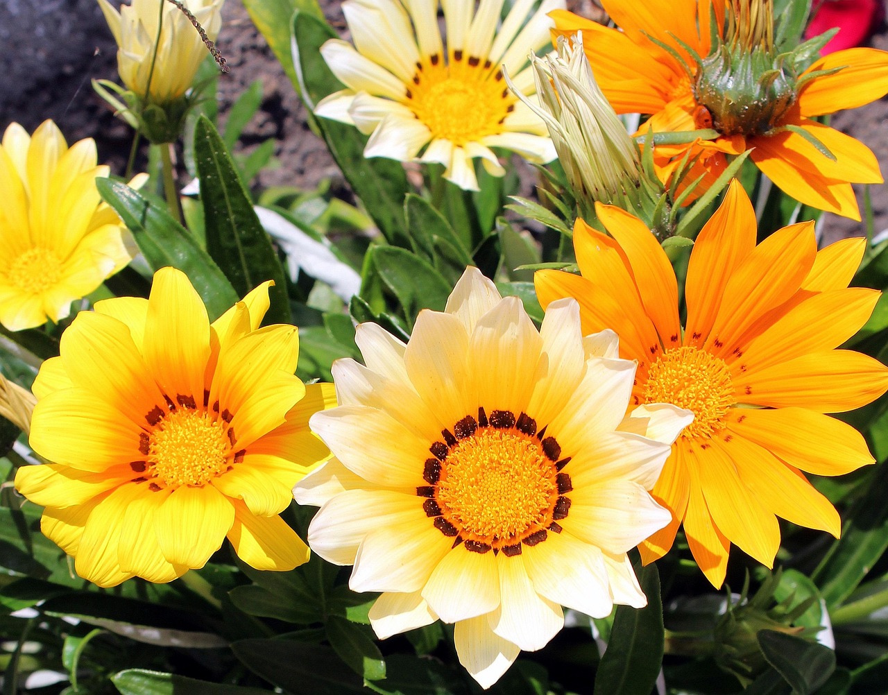 五月最新明信片，传递温情与希望的季节之美