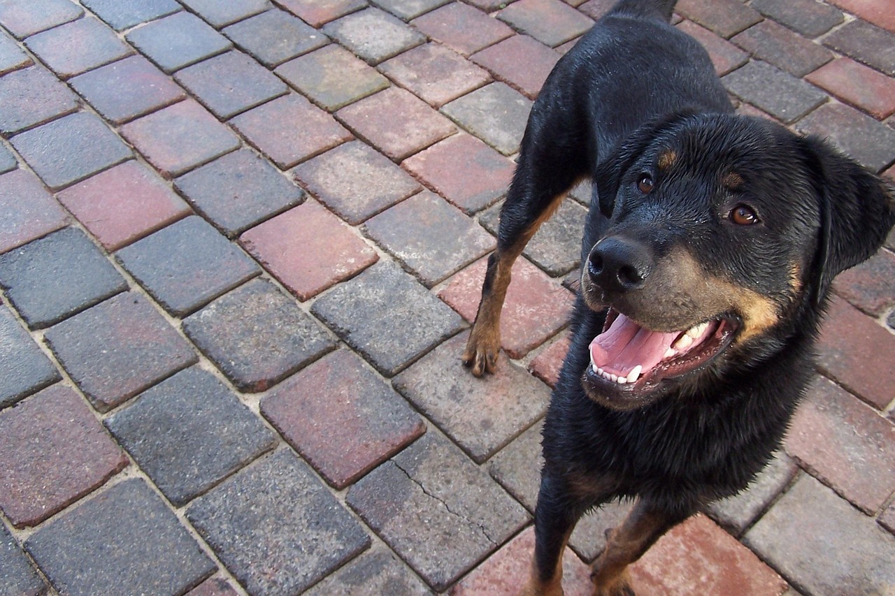 五月狗狗电影，忠诚与爱的视觉盛宴