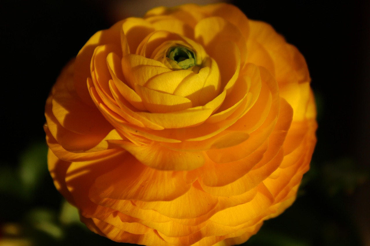 五月小白网最新动态解析与特色探讨