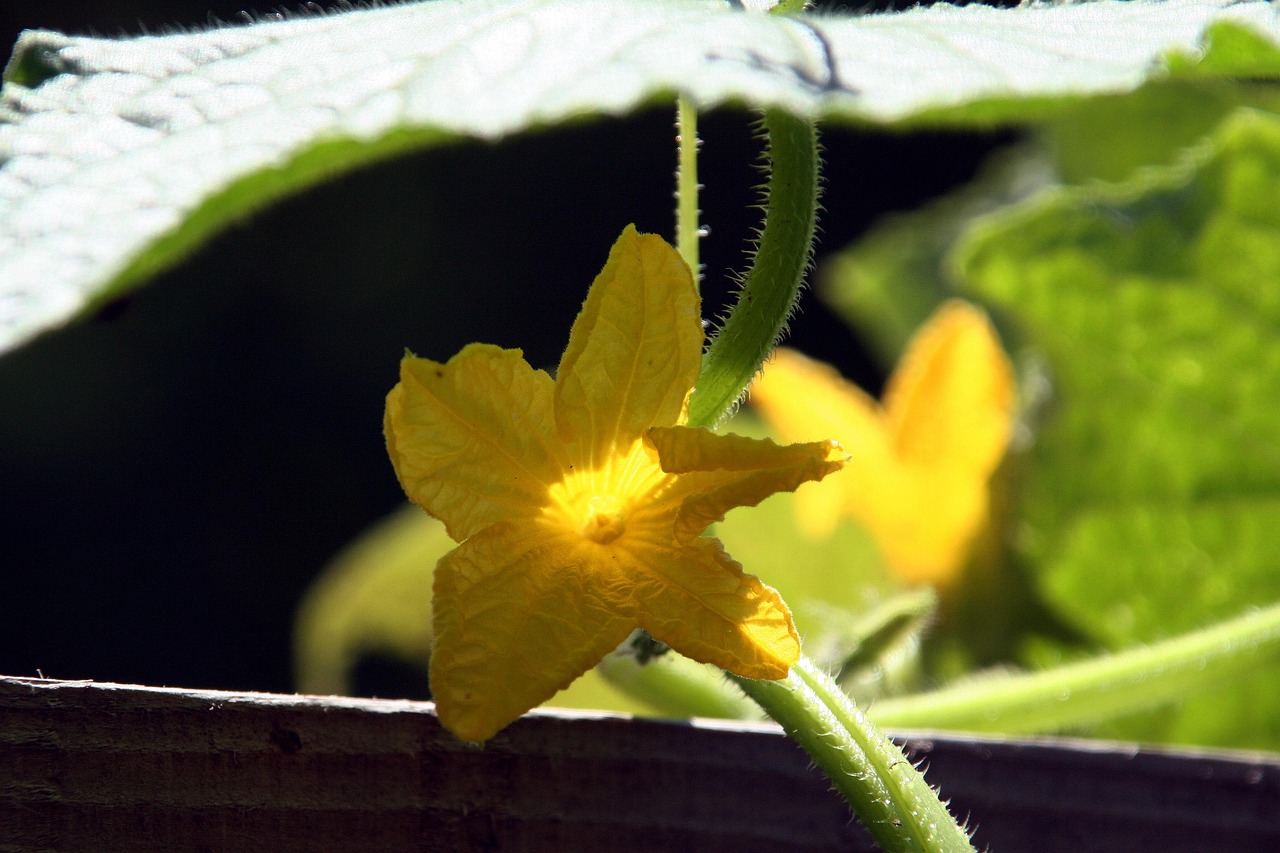 五月王彬宇最新动态揭秘，探索成长之路与成就之巅